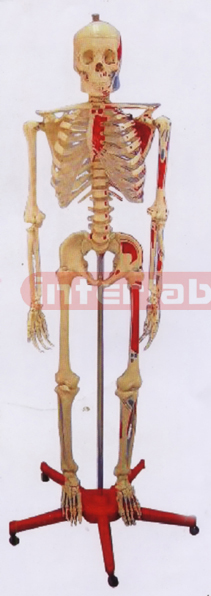 168 CM TALL, ADULT MALE TRANSPARENT CARTILAGE SKELETON MODEL.